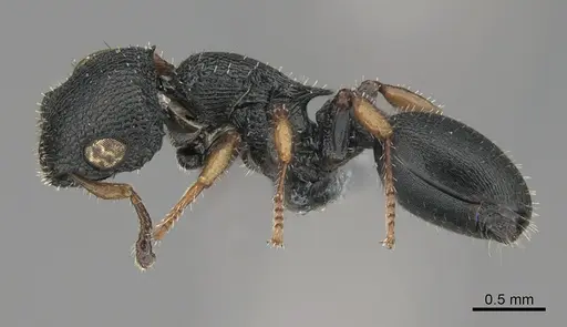 Cataulacus wissmannii specimen