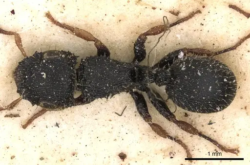 Cataulacus wissmannii - CASENT0900261