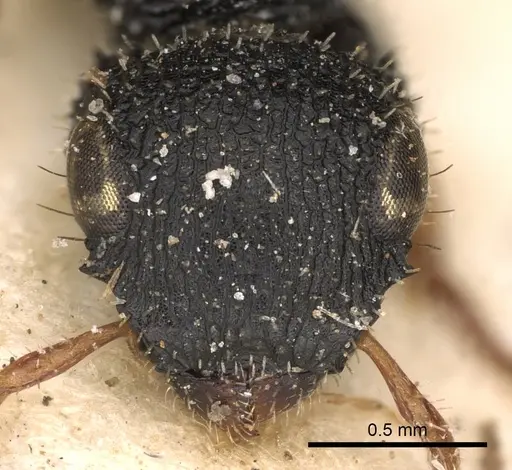 Cataulacus wissmannii - CASENT0900261