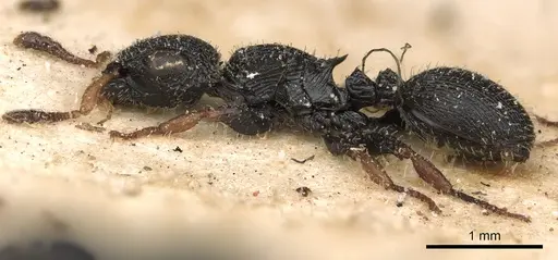 Cataulacus wissmannii - CASENT0900261