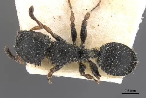 Cataulacus wissmannii - CASENT0909229