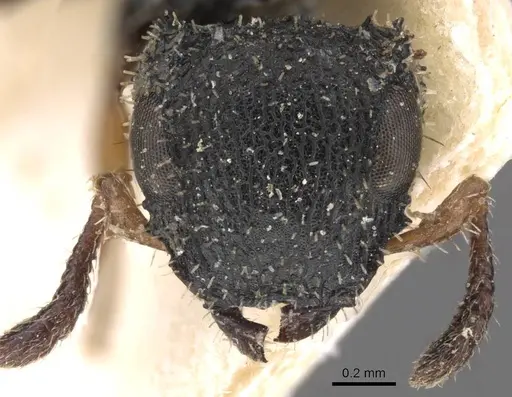 Cataulacus wissmannii - CASENT0909229