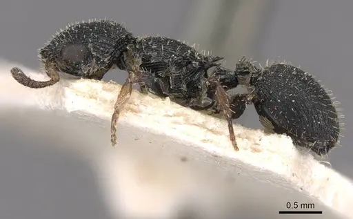 Cataulacus wissmannii - CASENT0909229