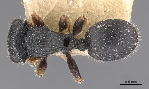 Cataulacus wissmannii - CASENT0909231