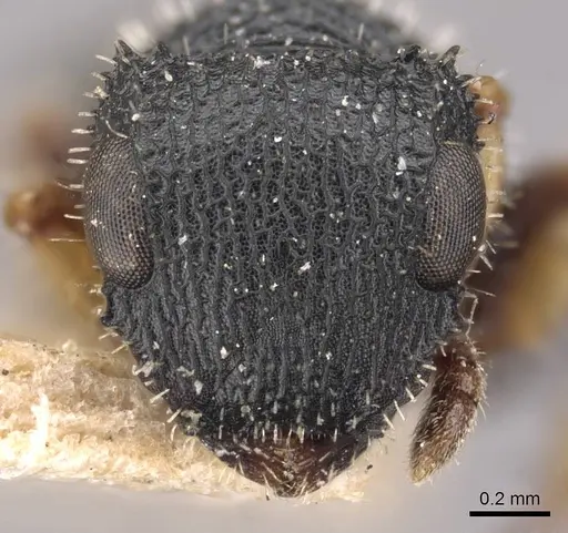 Cataulacus wissmannii - CASENT0909231