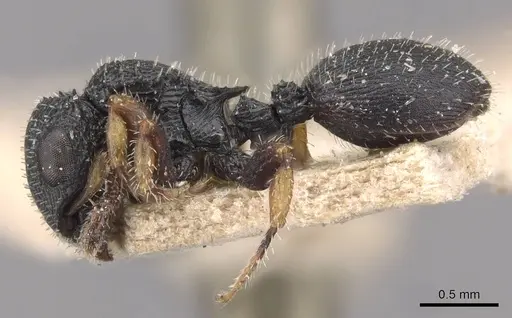 Cataulacus wissmannii - CASENT0909231