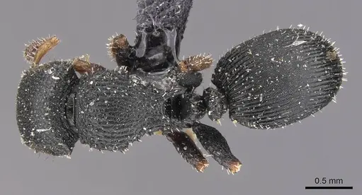 Cataulacus wissmannii - CASENT0909235