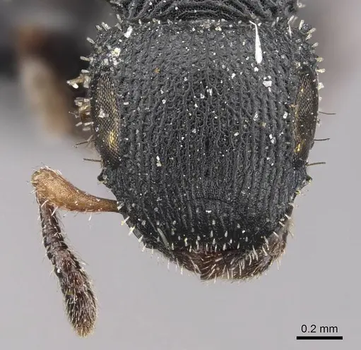 Cataulacus wissmannii - CASENT0909235