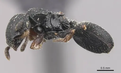 Cataulacus wissmannii - CASENT0909235