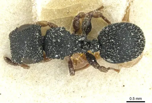 Cataulacus wissmannii - CASENT0912575