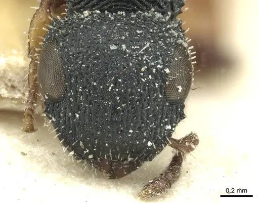 Cataulacus wissmannii - CASENT0912575