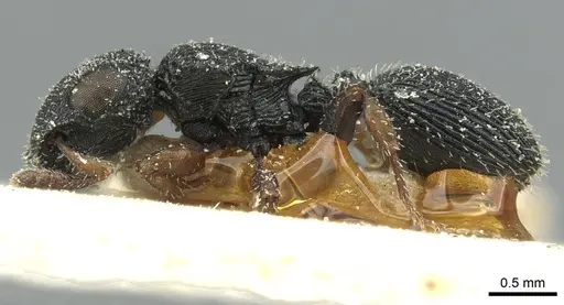 Cataulacus wissmannii - CASENT0912575