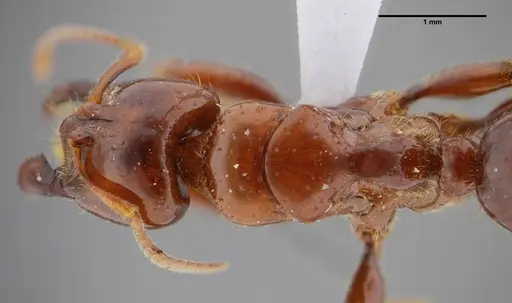 Centromyrmex alfaroi specimen