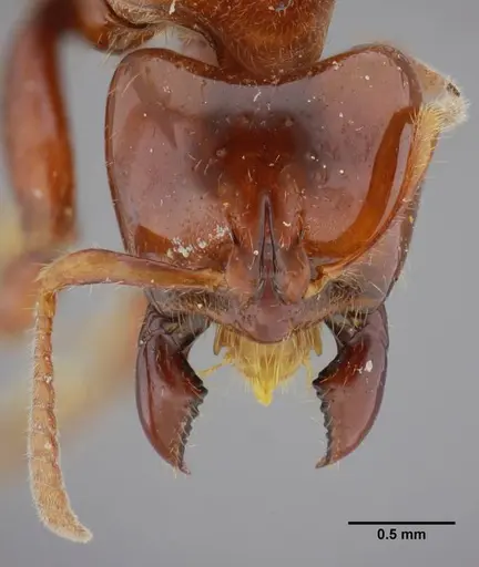 Centromyrmex alfaroi specimen
