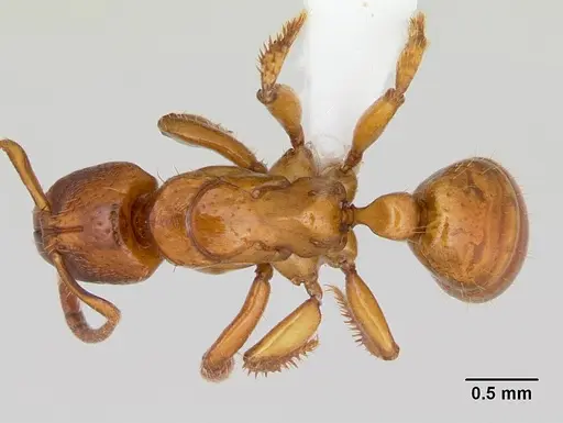 Centromyrmex angolensis specimen
