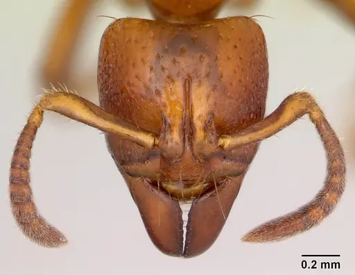 Centromyrmex angolensis specimen