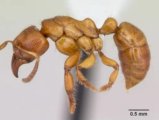 Centromyrmex angolensis specimen