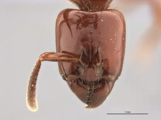 Centromyrmex bequaerti specimen