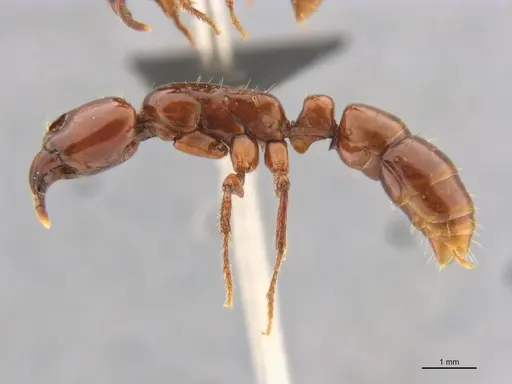 Centromyrmex bequaerti specimen