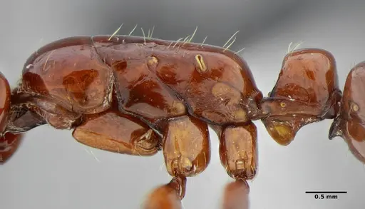 Centromyrmex bequaerti specimen