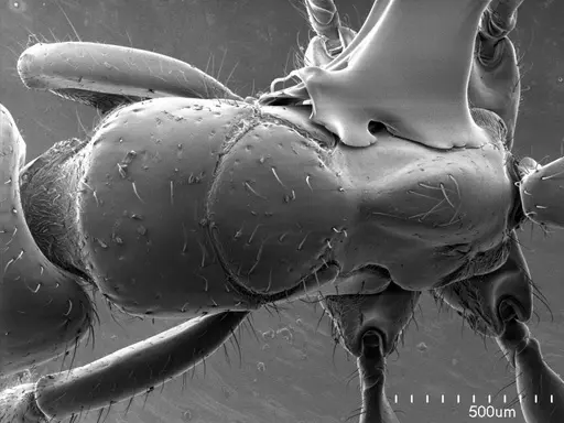 Centromyrmex brachycola specimen