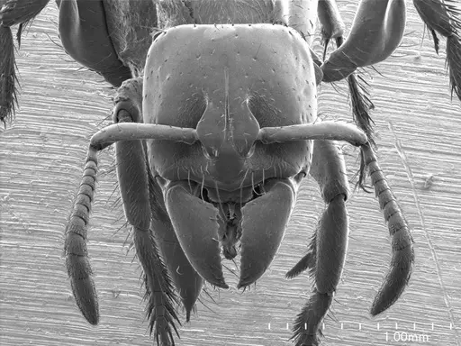 Centromyrmex brachycola specimen