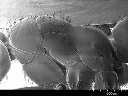 Centromyrmex brachycola specimen