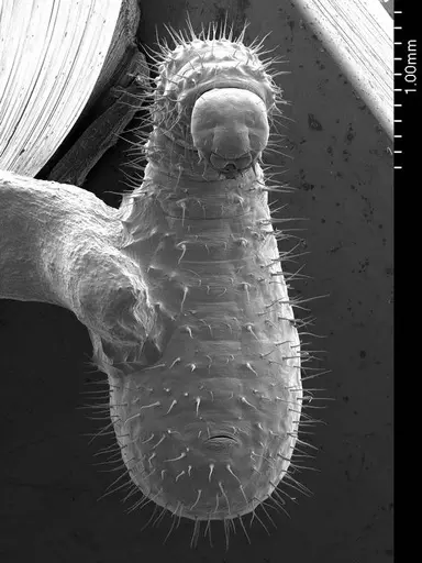 Centromyrmex brachycola - ANTWEB1008509