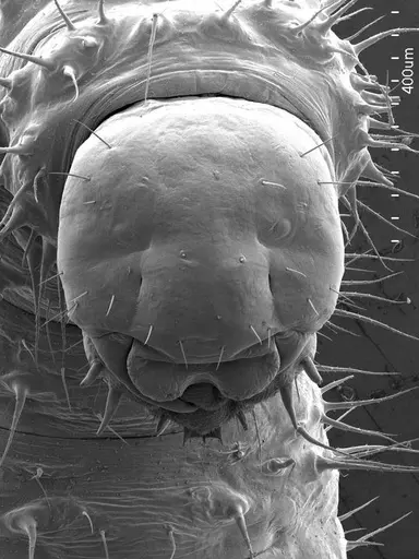 Centromyrmex brachycola - ANTWEB1008509