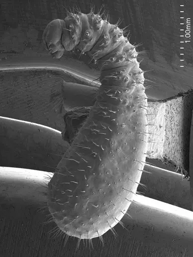 Centromyrmex brachycola - ANTWEB1008509