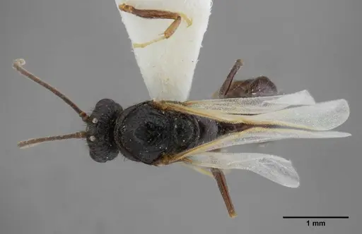 Centromyrmex brachycola - ANTWEB1032043