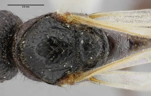 Centromyrmex brachycola - ANTWEB1032043