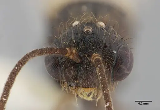 Centromyrmex brachycola - ANTWEB1032043