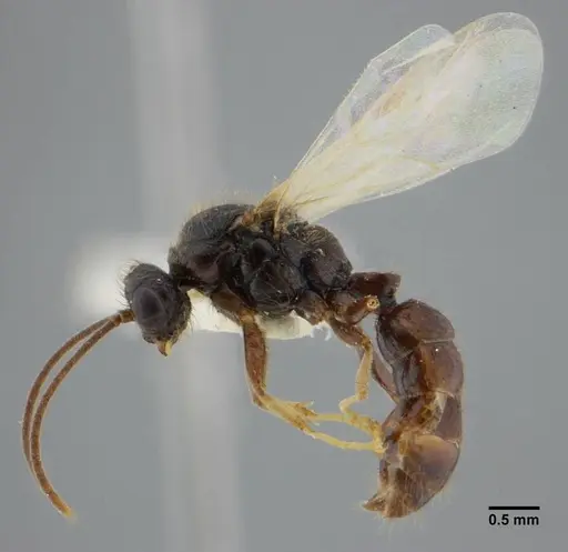 Centromyrmex brachycola - ANTWEB1032043