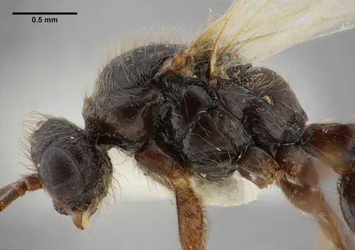 Centromyrmex brachycola - ANTWEB1032043
