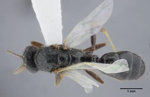 Centromyrmex brachycola - ANTWEB1032049