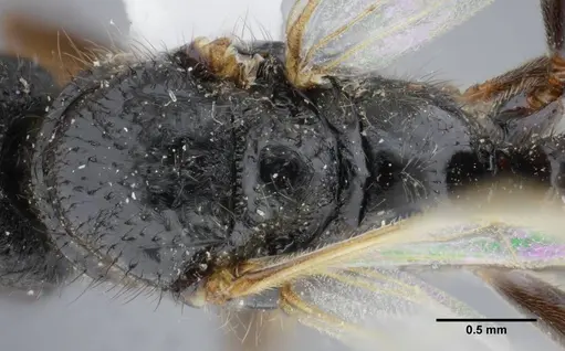 Centromyrmex brachycola - ANTWEB1032049