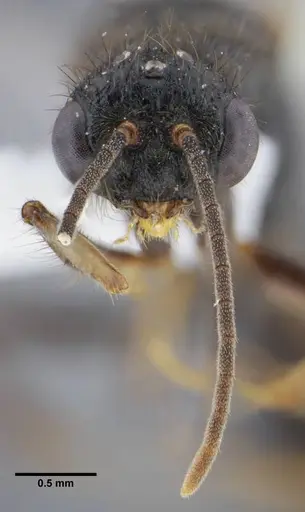 Centromyrmex brachycola - ANTWEB1032049