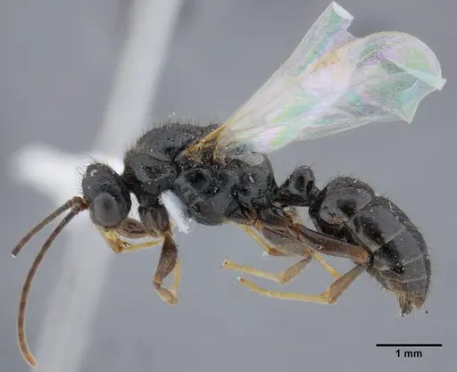 Centromyrmex brachycola - ANTWEB1032049