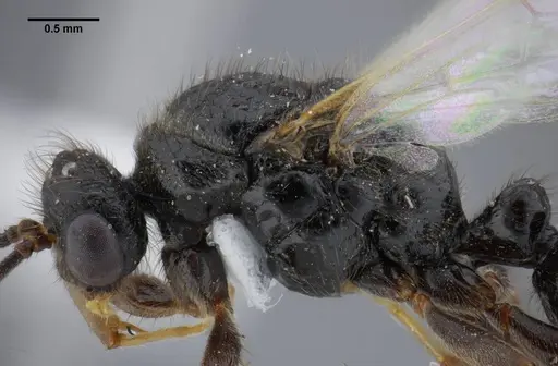 Centromyrmex brachycola - ANTWEB1032049