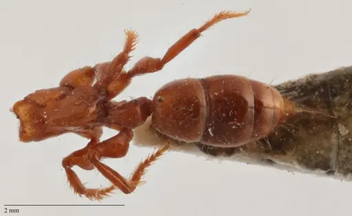 Centromyrmex brachycola - ANTWEB1032068