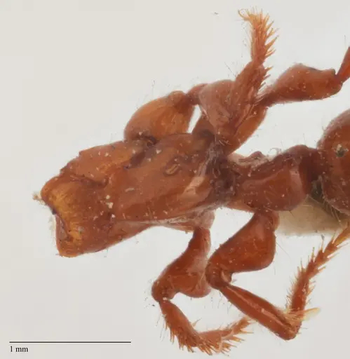 Centromyrmex brachycola - ANTWEB1032068