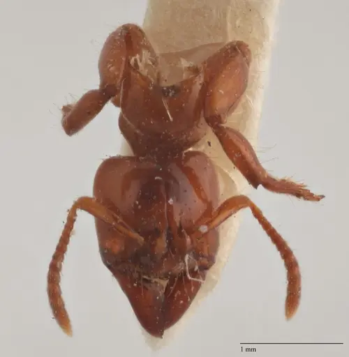 Centromyrmex brachycola - ANTWEB1032068