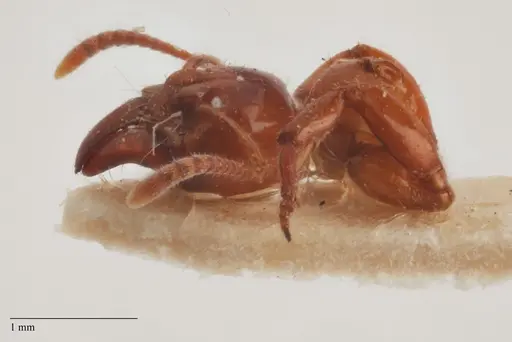 Centromyrmex brachycola - ANTWEB1032068