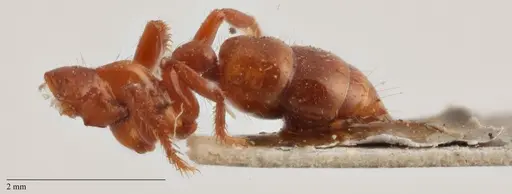 Centromyrmex brachycola - ANTWEB1032068