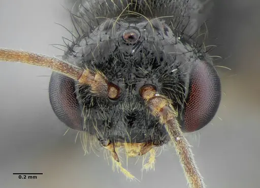 Centromyrmex brachycola - ANTWEB1032720