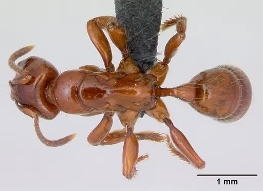 Centromyrmex brachycola - CASENT0052768