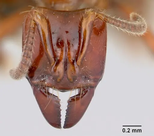 Centromyrmex brachycola - CASENT0052768