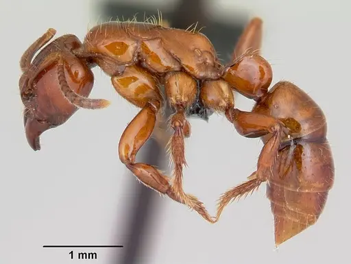Centromyrmex brachycola - CASENT0052768