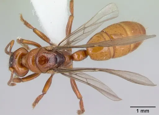 Centromyrmex brachycola - CASENT0178343